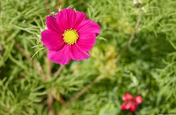 Garden Cosmos.jpg